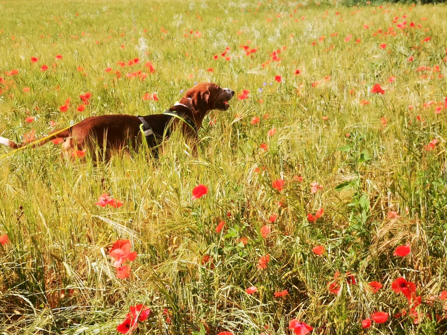 Chien en piste pendant un entraînement de mantrailing.