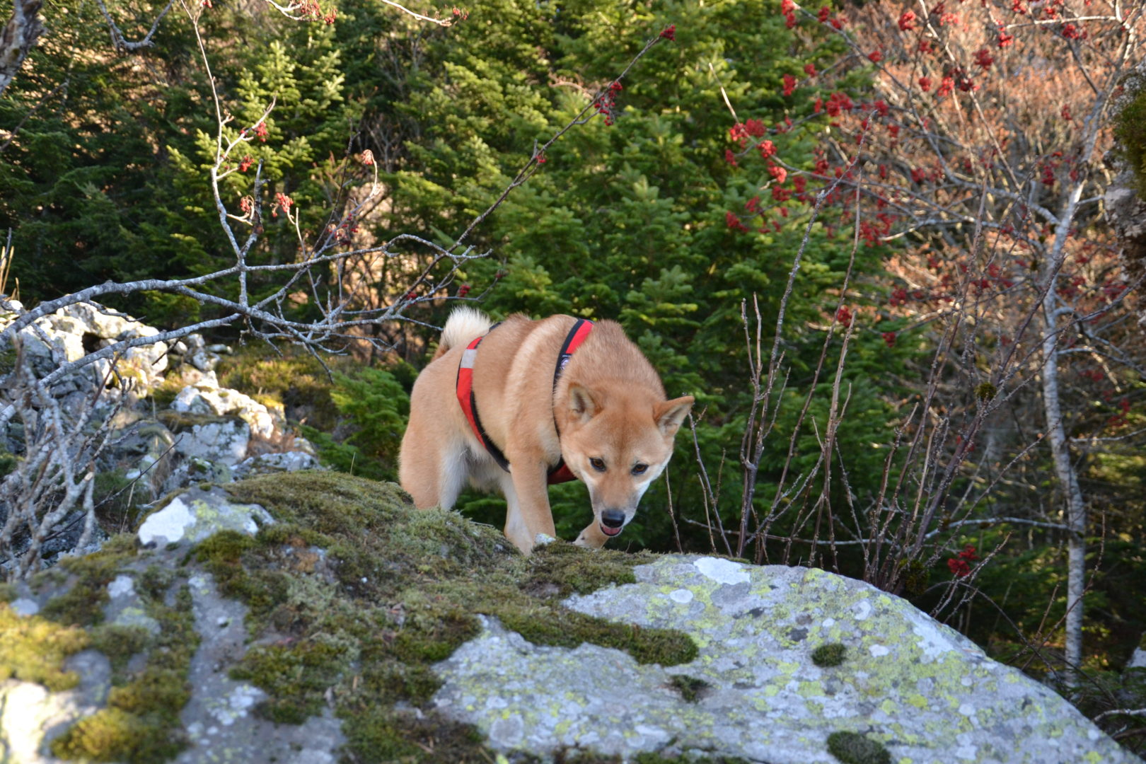 Le mantrailing est une activité canine adaptée à tout type de chien.