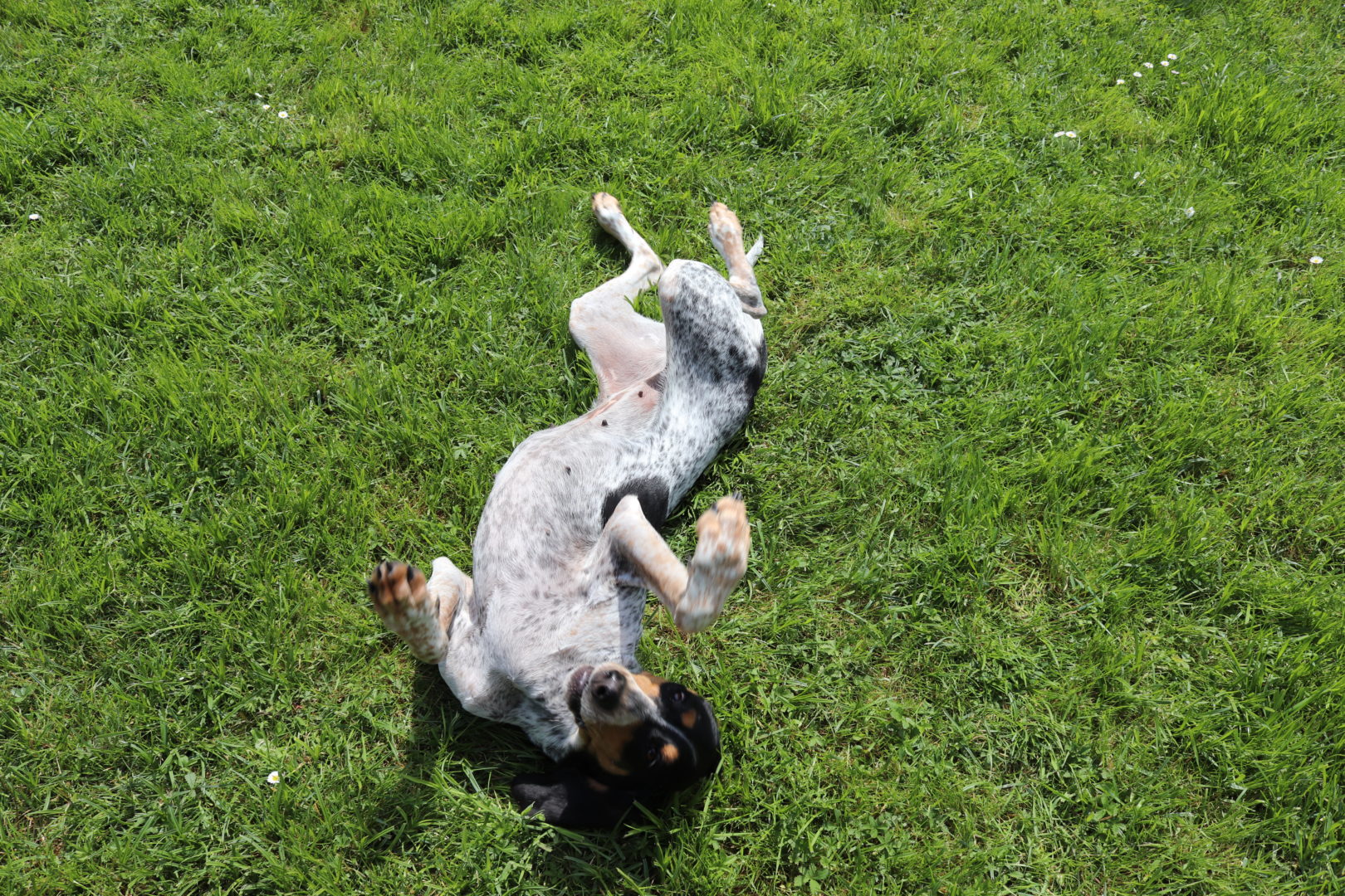 Activité canine qui aide les chiens craintifs.