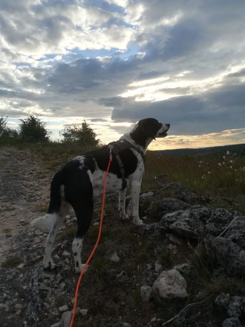 Grâce au mantrailing, apprenez à lire les indications de votre chien.