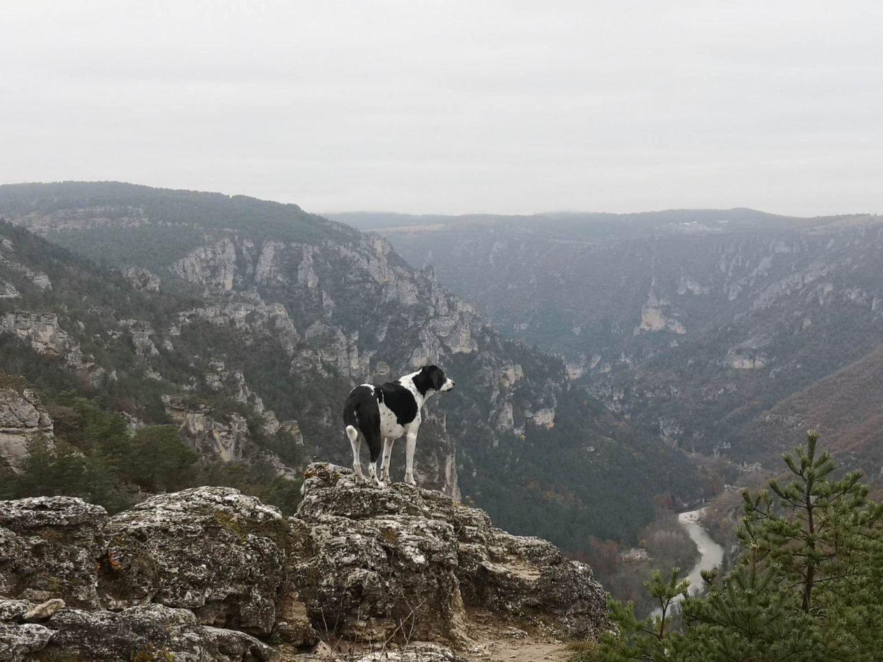 Avec le mantrailing, découvrez les paysages de la Lozère avec votre compagnon canin.